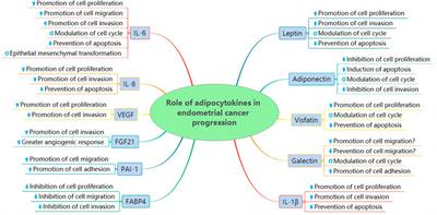 Role of adipocytokines in endometrial cancer progression